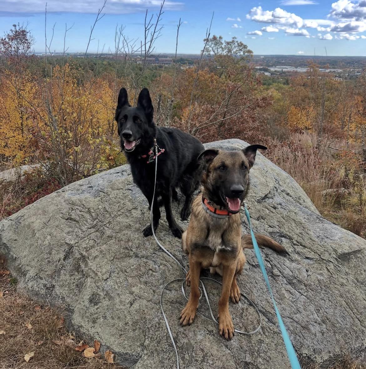 Enlarge Jasper, a Adoptable Belgian Shepherd / Malinois in Duxbury, MA image 3/4