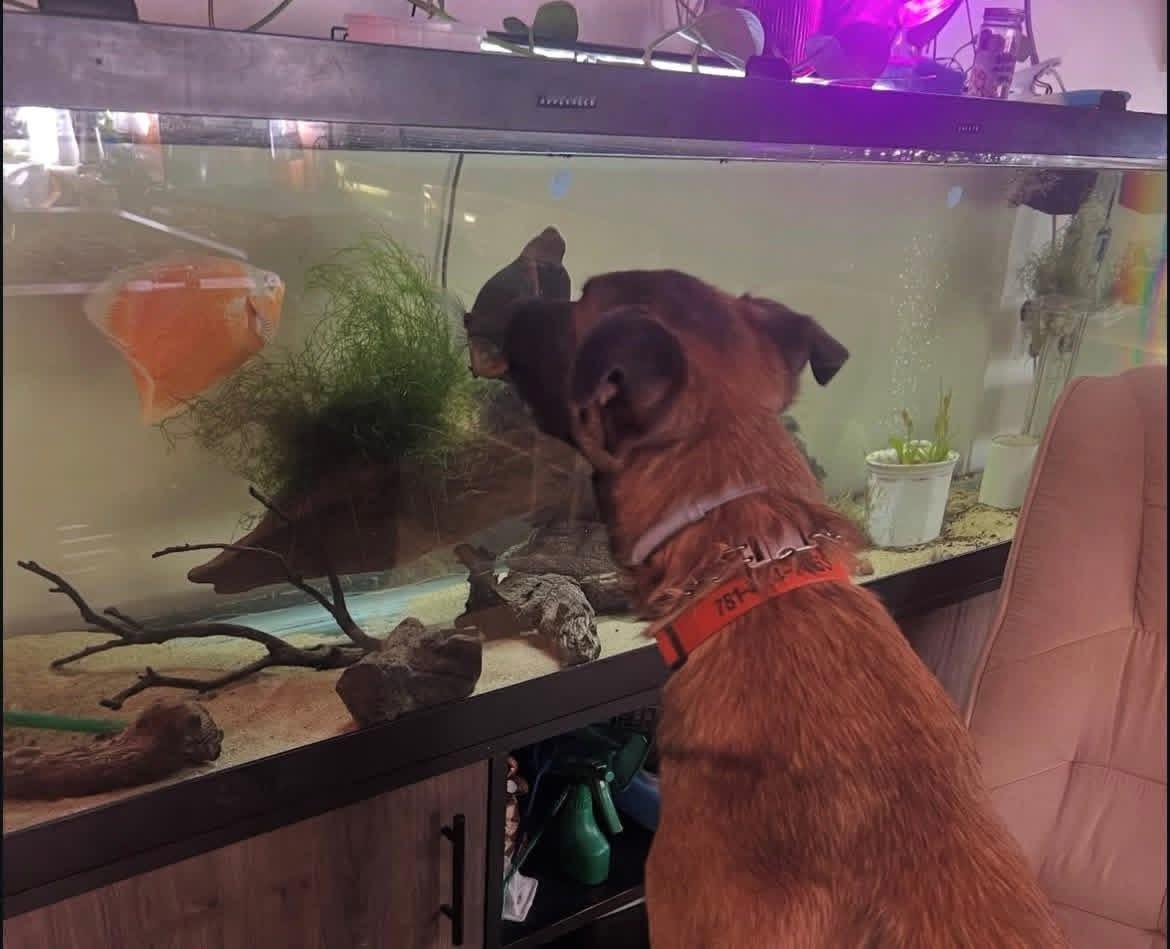 Enlarge Jasper, a Adoptable Belgian Shepherd / Malinois in Duxbury, MA image 2/4