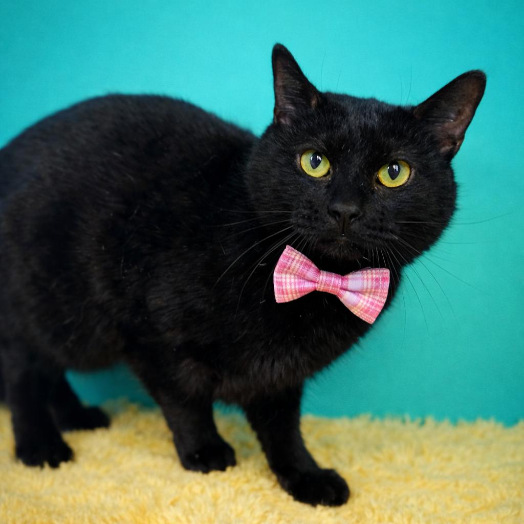 Morgan — thumbnail 2