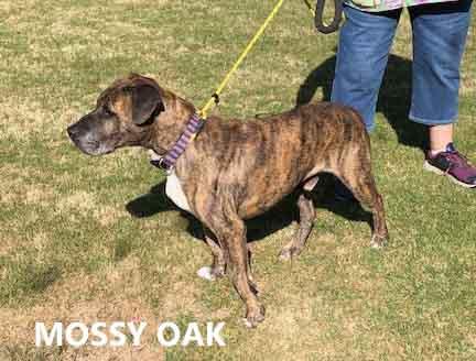 Mossy Oak, ADOPTABLE, Adult Male Plott Hound.