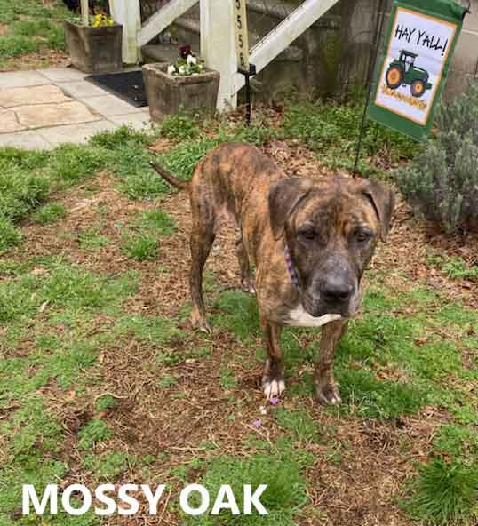 Enlarge Mossy Oak, a ADOPTABLE mixed breed in Washington, GA image 2/4