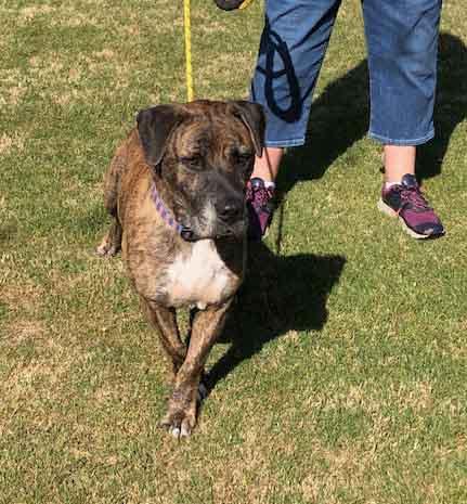 Enlarge Mossy Oak, a ADOPTABLE mixed breed in Washington, GA image 4/4