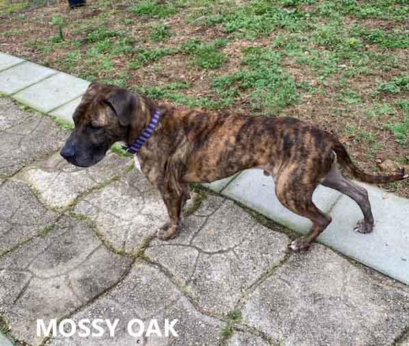 Enlarge Mossy Oak, a ADOPTABLE mixed breed in Washington, GA image 3/4