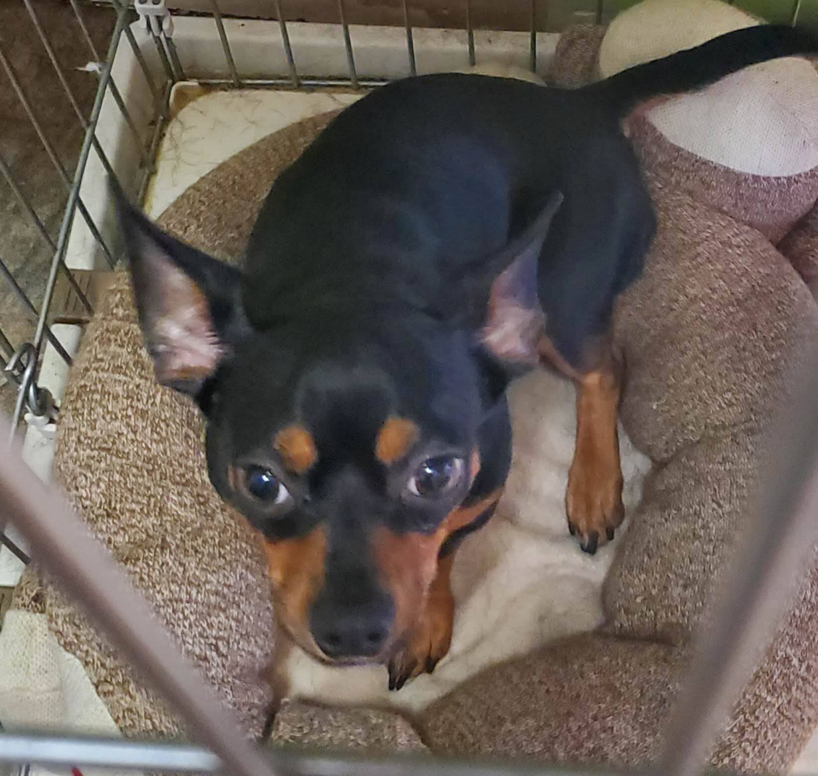 Ole, a Adoptable mixed breed in Plant City, FL image 1/5