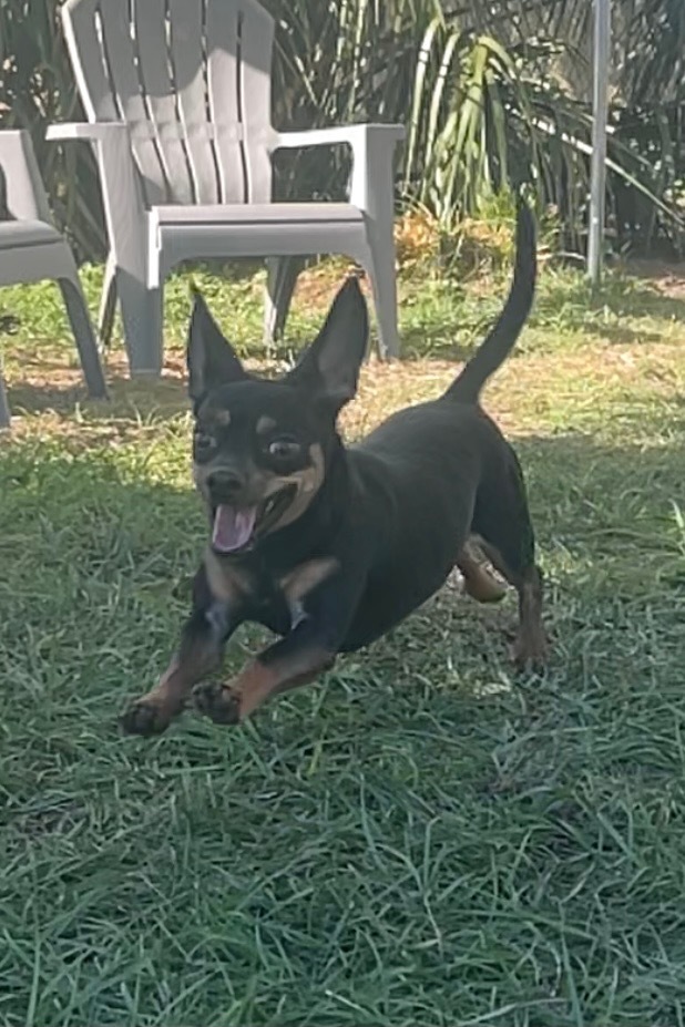 Ole, Adult Male Chihuahua