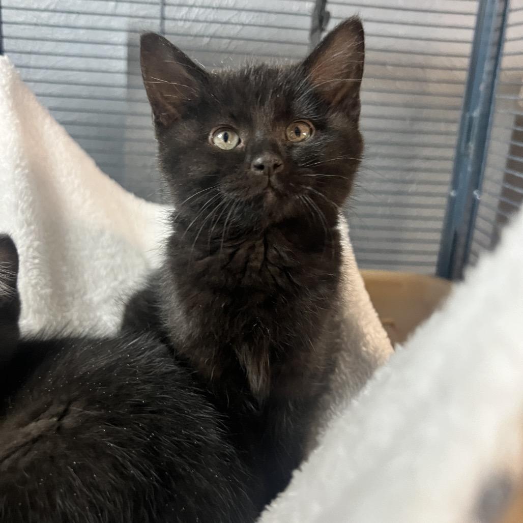 Buttercup, Adoptable, Kitten Female Domestic Long Hair.