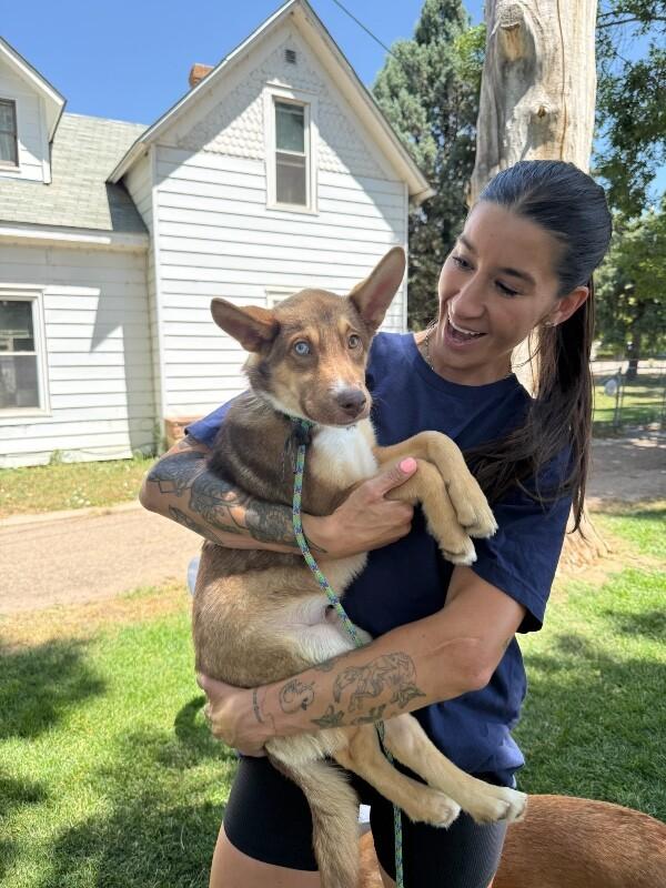 Murray, Adoptable, Puppy Male Husky & Shepherd.
