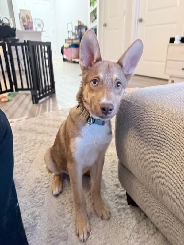 Murray, a Adoptable mixed breed in Boulder, CO image 2/5
