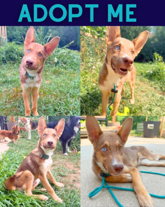 Murray, a Adoptable mixed breed in Boulder, CO image 3/5