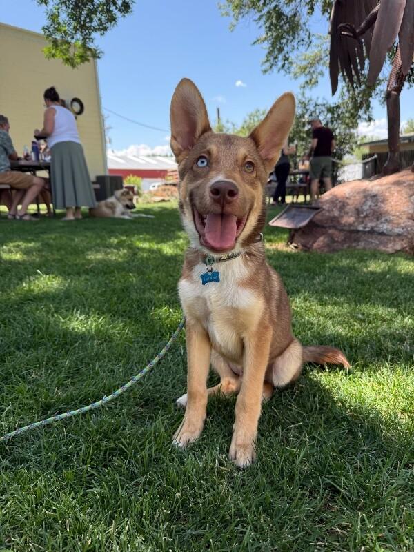 Murray, a Adoptable mixed breed in Boulder, CO image 4/5