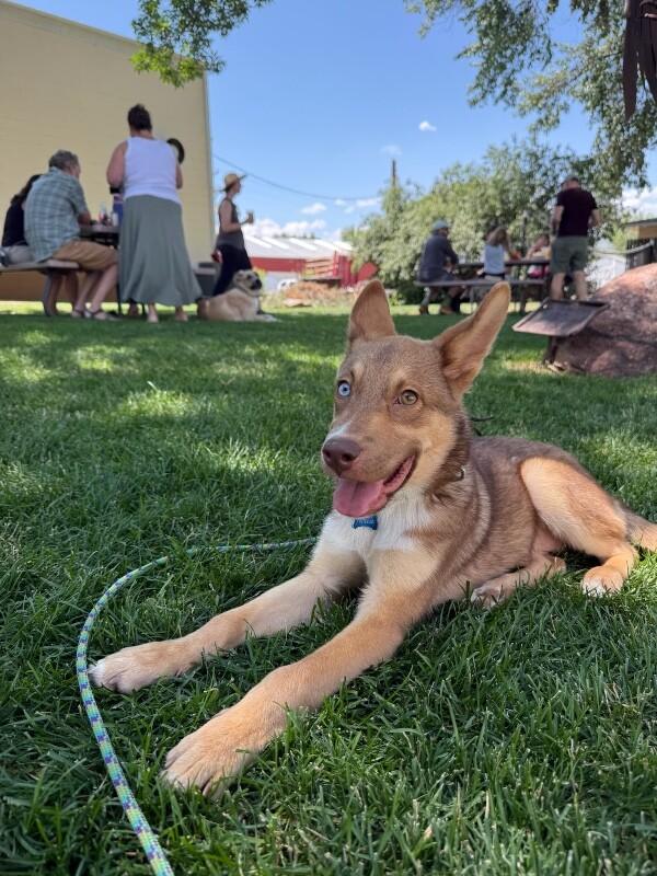 Murray, a Adoptable mixed breed in Boulder, CO image 5/5