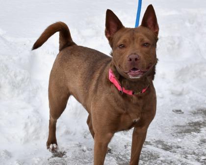 Enlarge Shashta, a Adoptable mixed breed in West Seneca, NY image 1/3