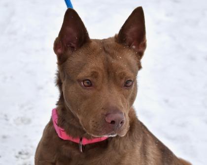 Enlarge Shashta, a Adoptable mixed breed in West Seneca, NY image 2/3