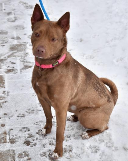 Enlarge Shashta, a Adoptable mixed breed in West Seneca, NY image 3/3