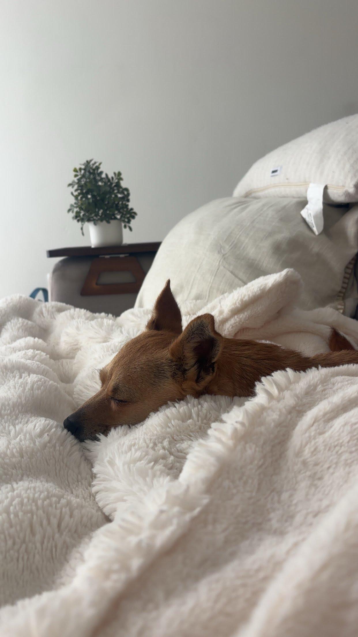 Margarita, a Adoptable Chihuahua in San Diego, CA image 2/5