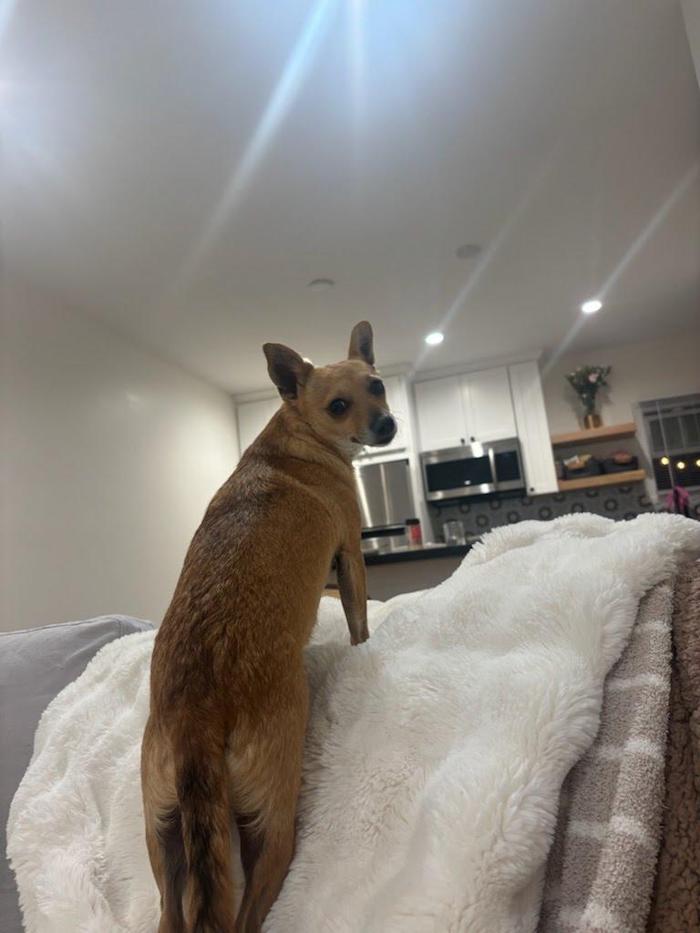 Margarita, Adoptable, Adult Female Chihuahua.