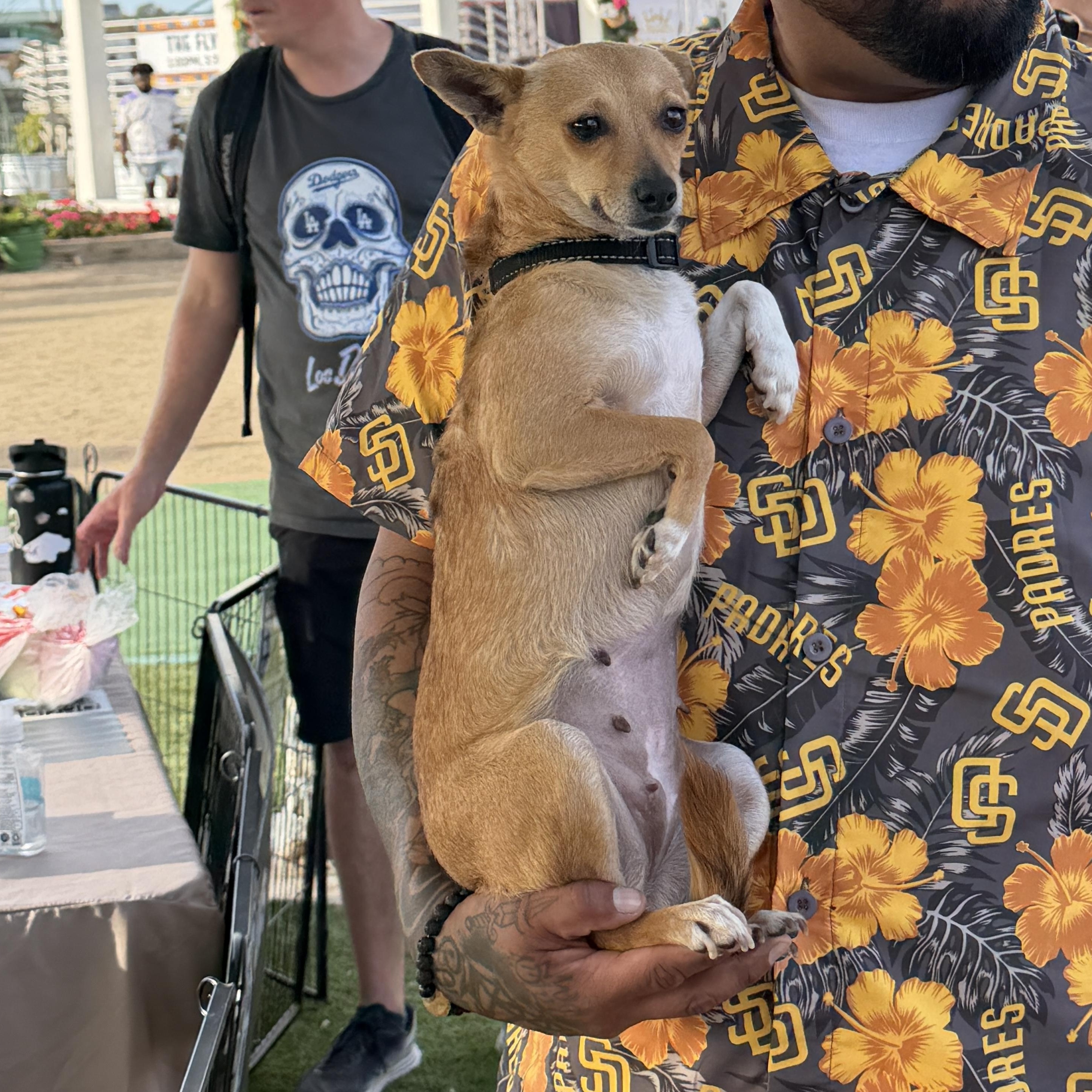 Margarita, a Adoptable Chihuahua in San Diego, CA image 4/5