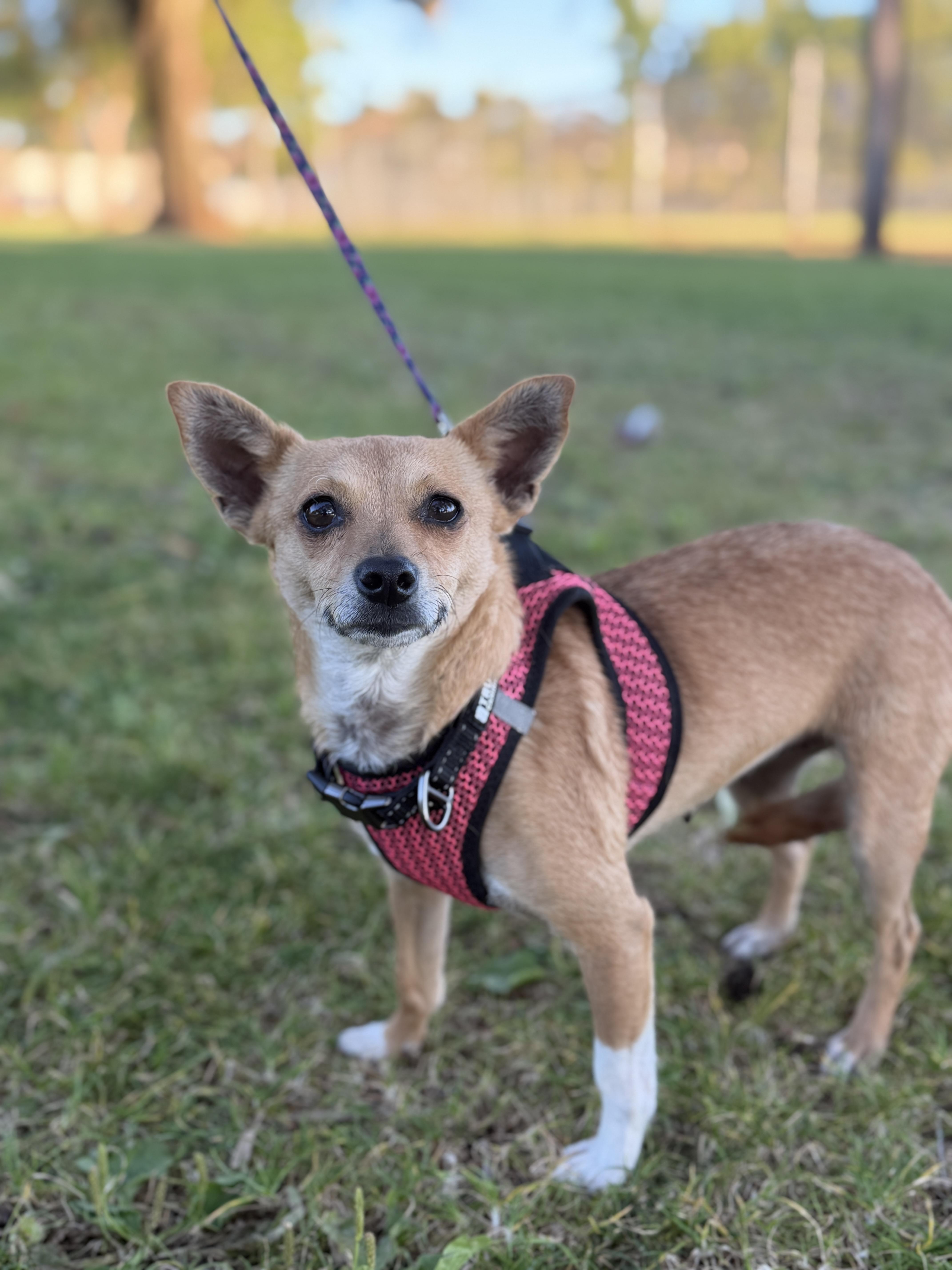Margarita, a Adoptable Chihuahua in San Diego, CA image 3/5