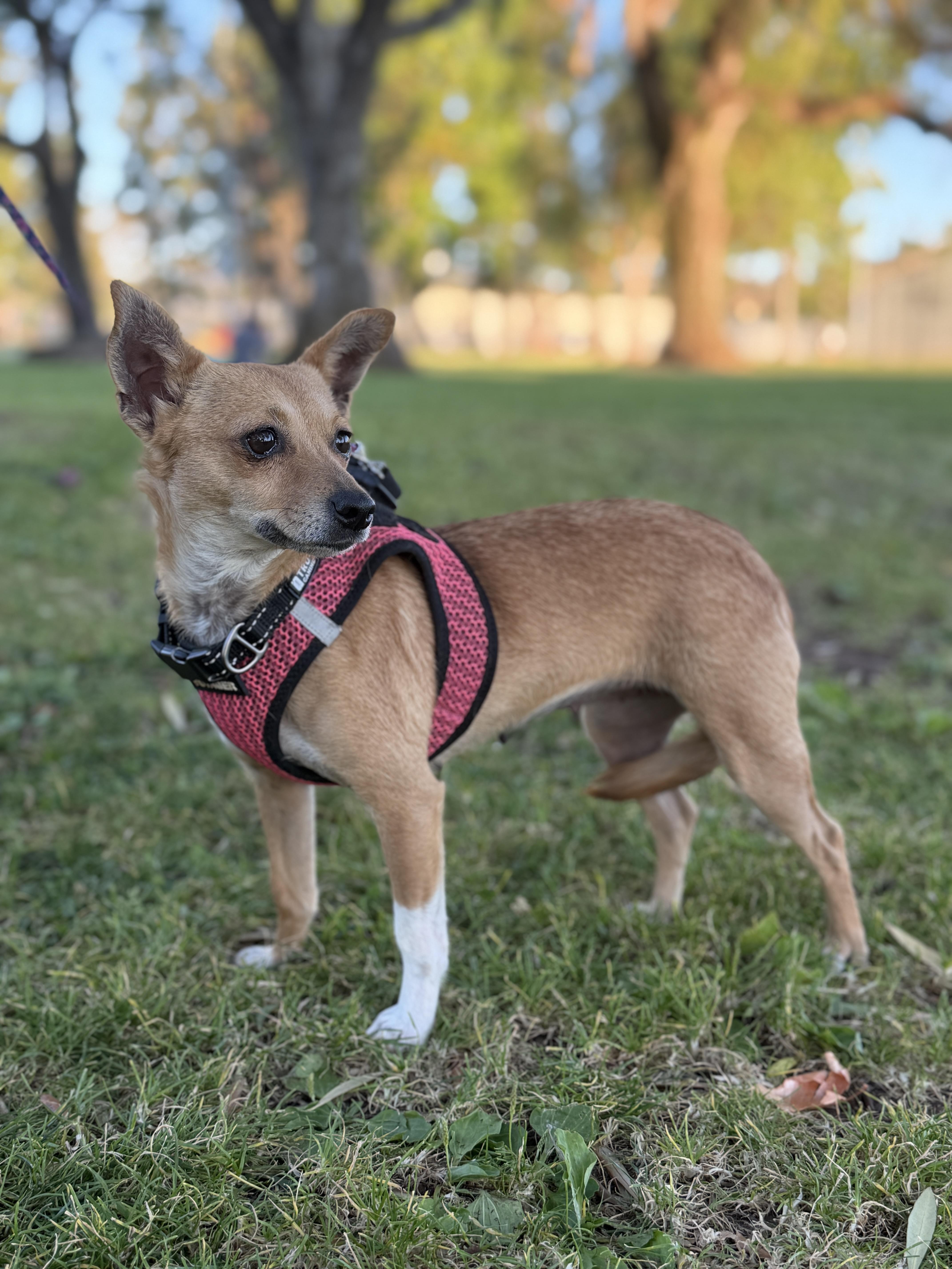 Margarita, a Adoptable Chihuahua in San Diego, CA image 5/5