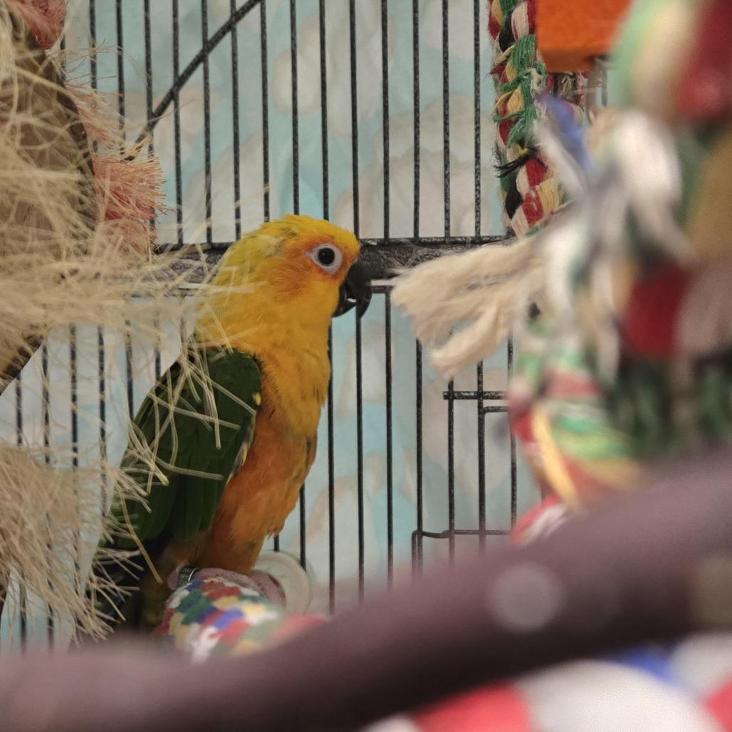Paulie, Adoptable, Senior Female Conure.