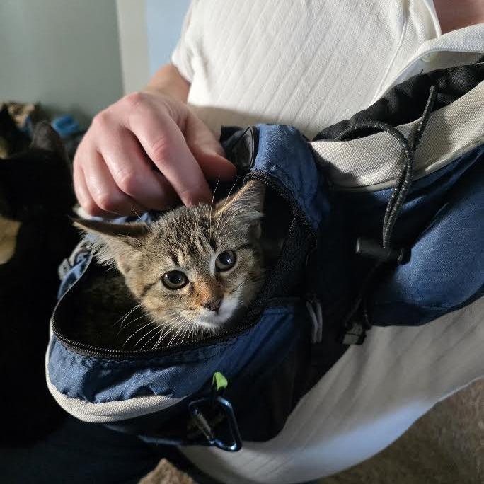 Astrid, Adoptable, Kitten Female Domestic Short Hair.
