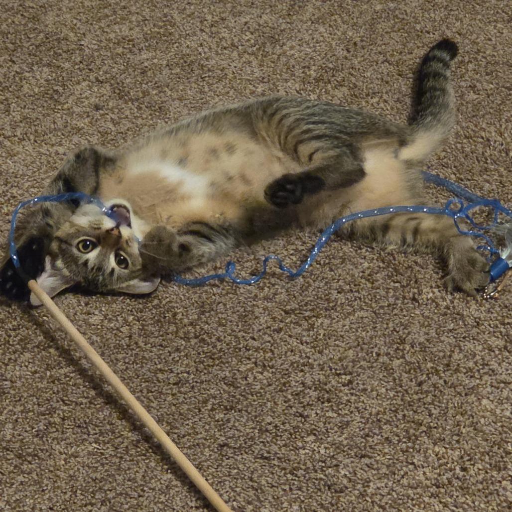 Enlarge Astrid, a Adoptable Domestic Short Hair in Madison, WI image 2/5
