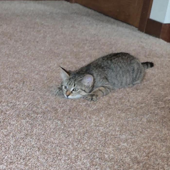 Enlarge Astrid, a Adoptable Domestic Short Hair in Madison, WI image 2/4
