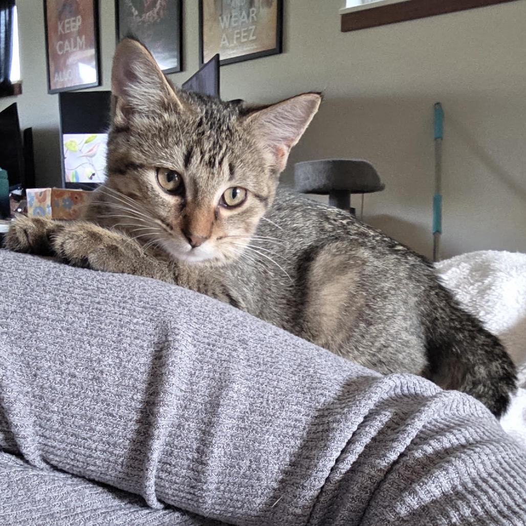 Enlarge Astrid, a Adoptable Domestic Short Hair in Madison, WI image 3/4