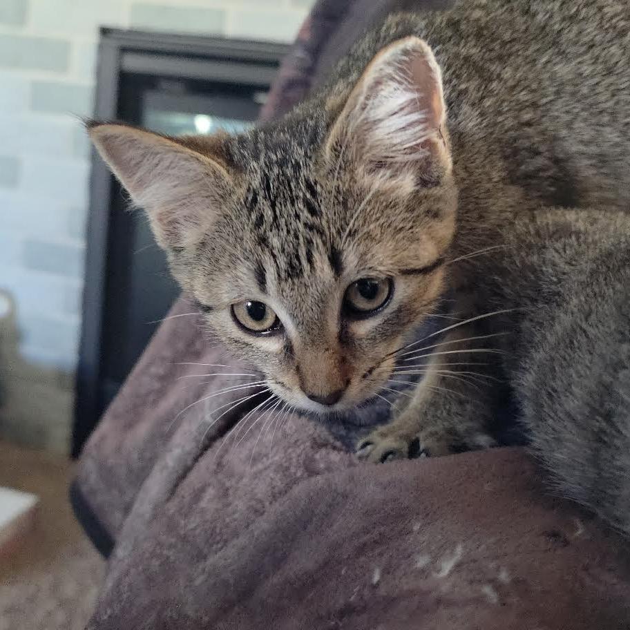 Enlarge Astrid, a Adoptable Domestic Short Hair in Madison, WI image 4/4