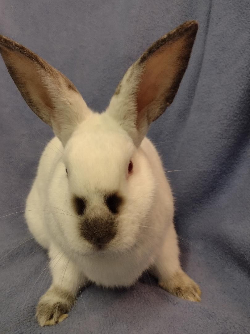 Brian, Adoptable, Young Male Californian.