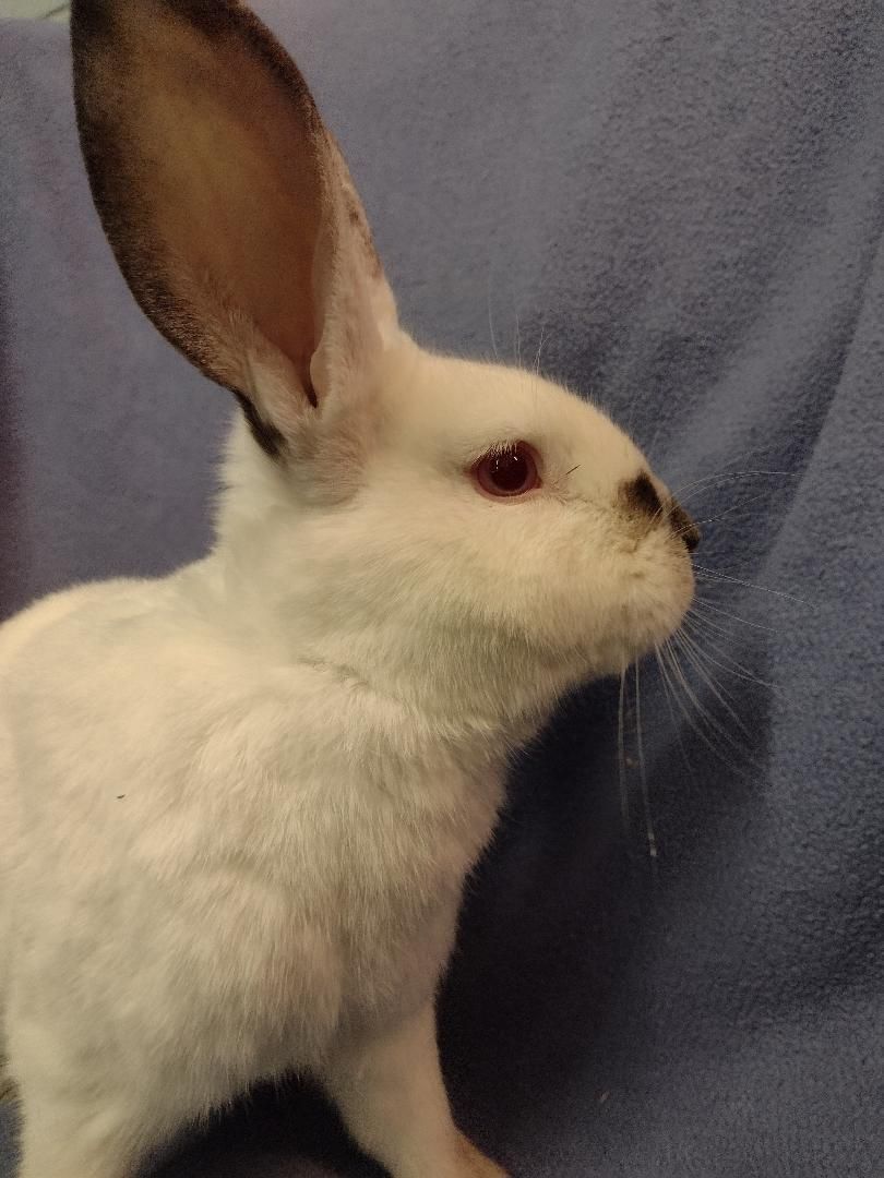 Brian, a Adoptable Californian in Plymouth, MI image 2/3