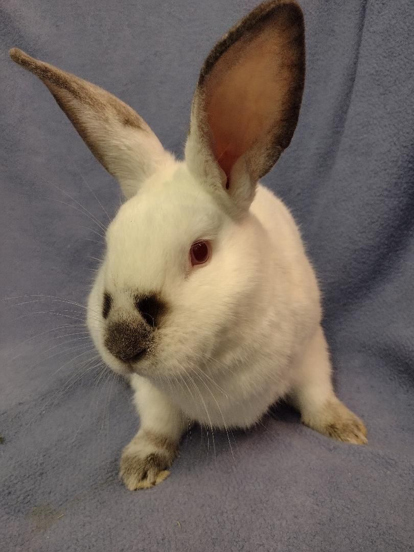 Brian, a Adoptable Californian in Plymouth, MI image 3/3