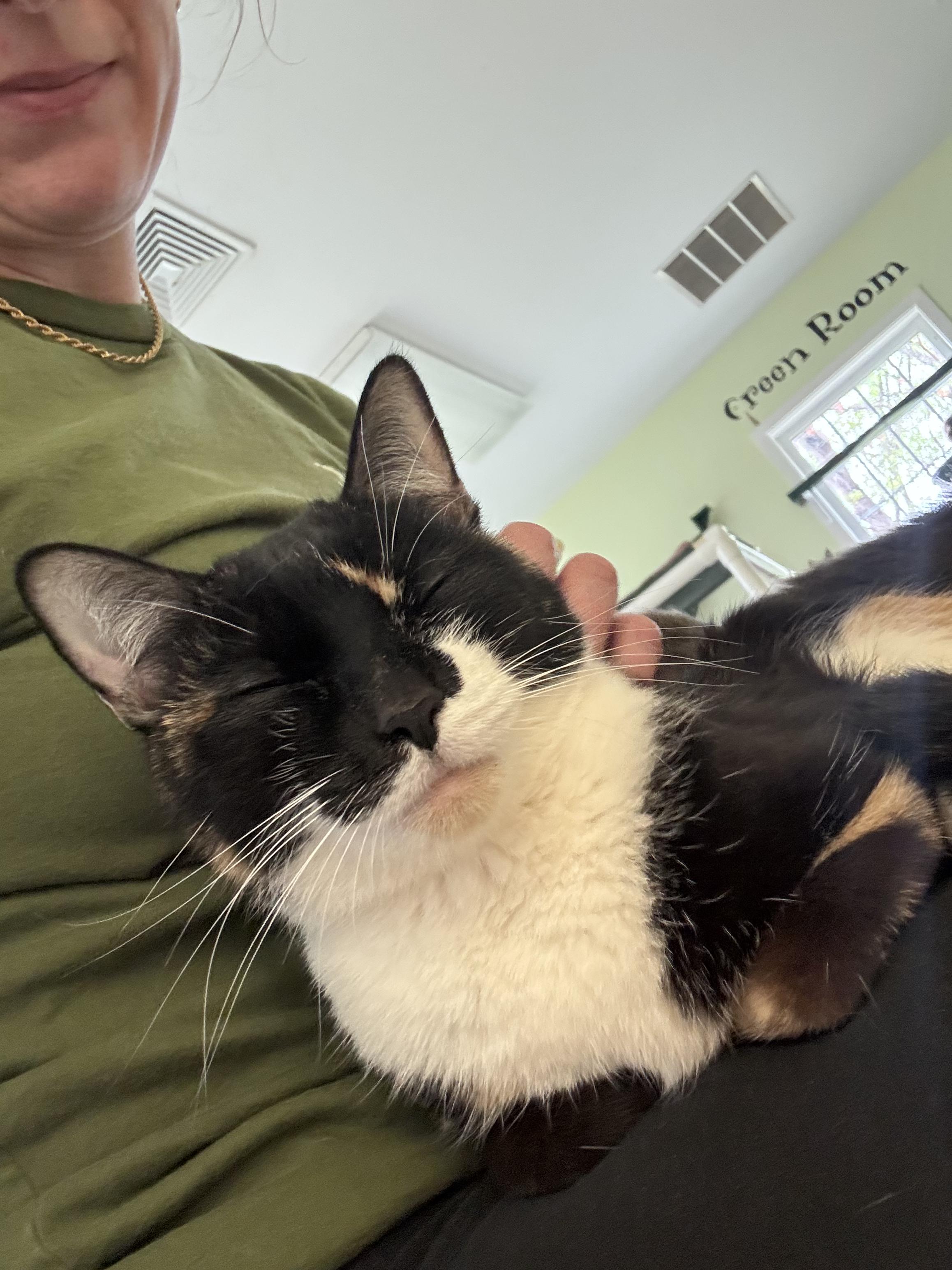 Boots, a ADOPTABLE Calico in Westbrook, CT image 2/4