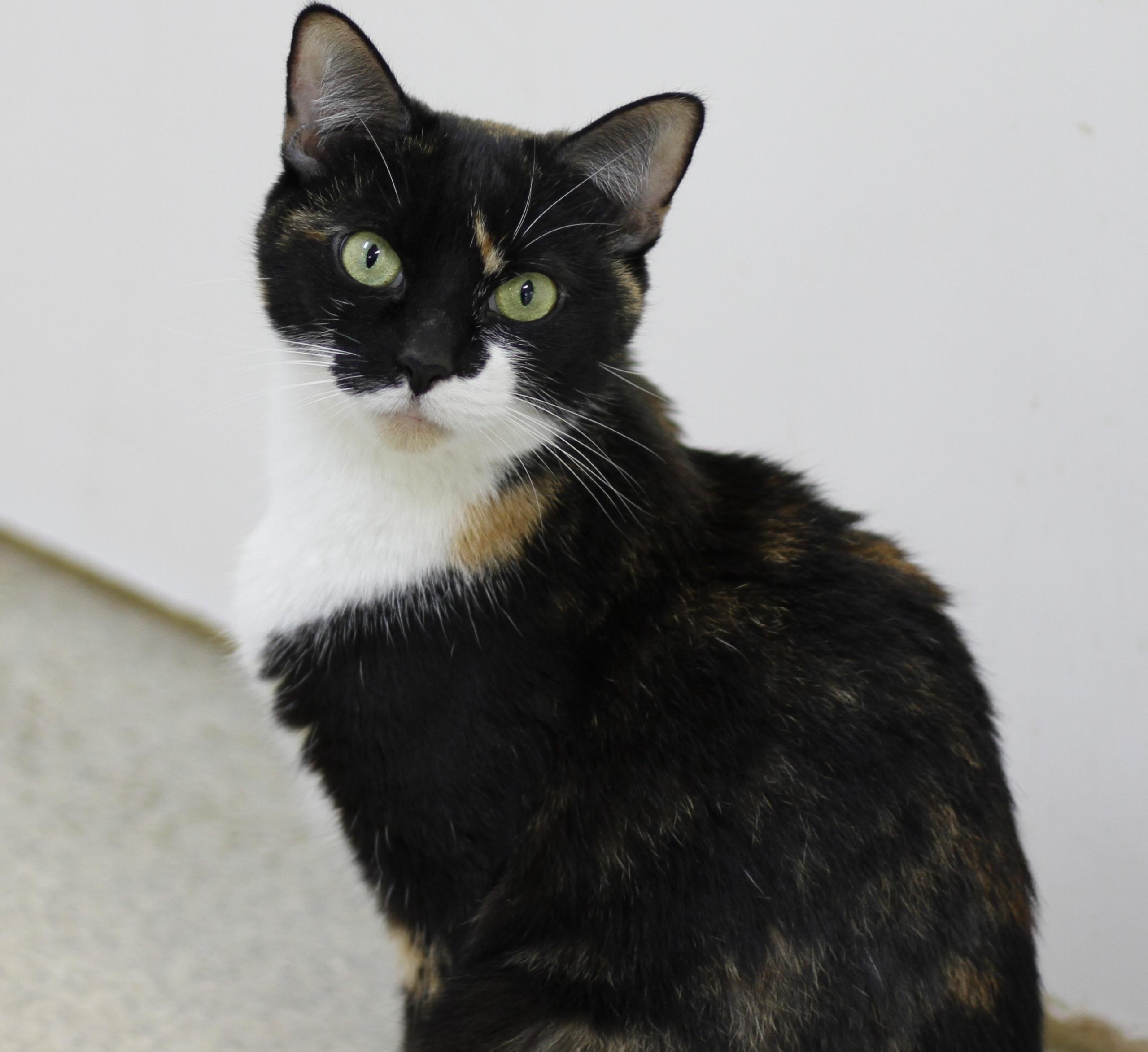 Boots, a ADOPTABLE Calico in Westbrook, CT image 1/4