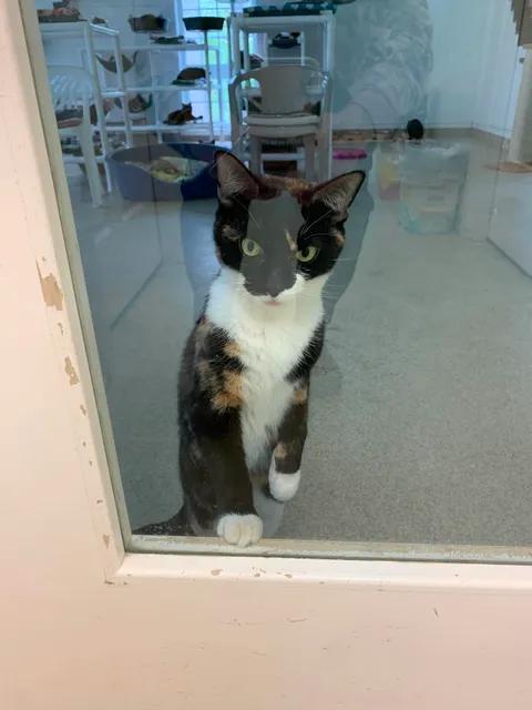 Boots, a ADOPTABLE Calico in Westbrook, CT image 4/4