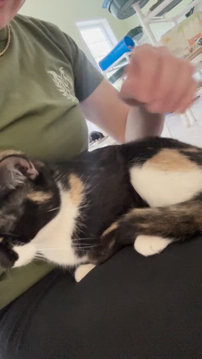 Enlarge Boots, a ADOPTABLE Calico in Westbrook, CT video 3/4