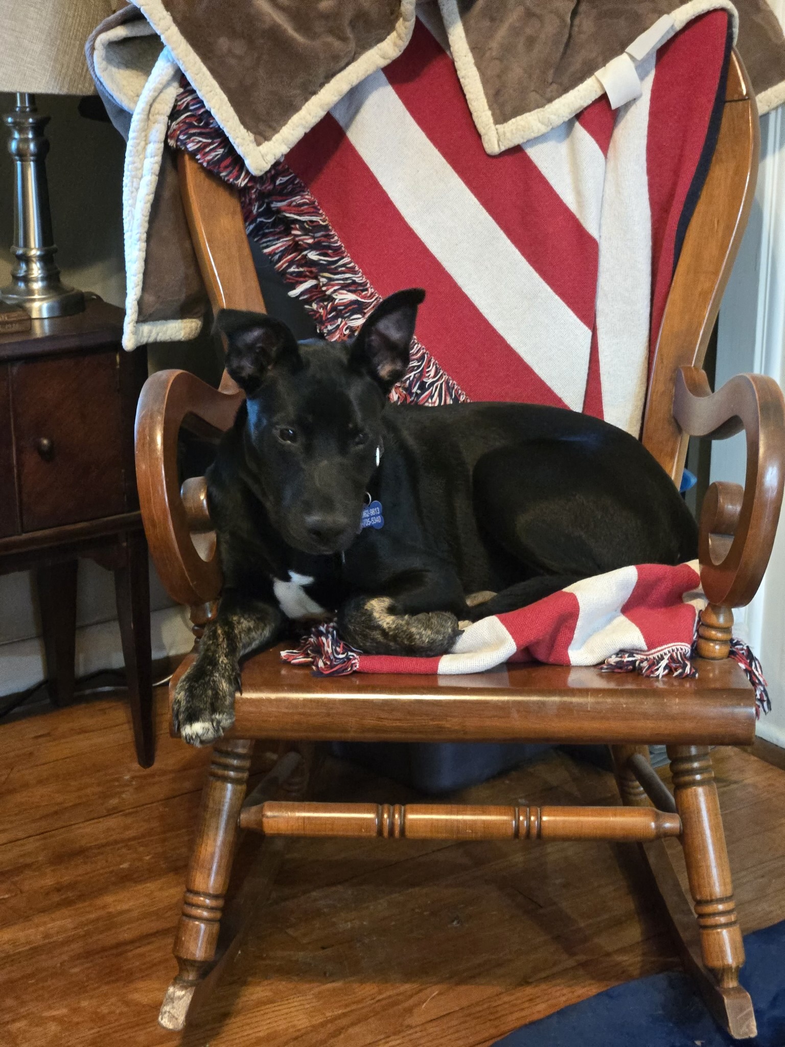 Dog for adoption Klondike, a Mixed Breed in Springfield, MA Petfinder