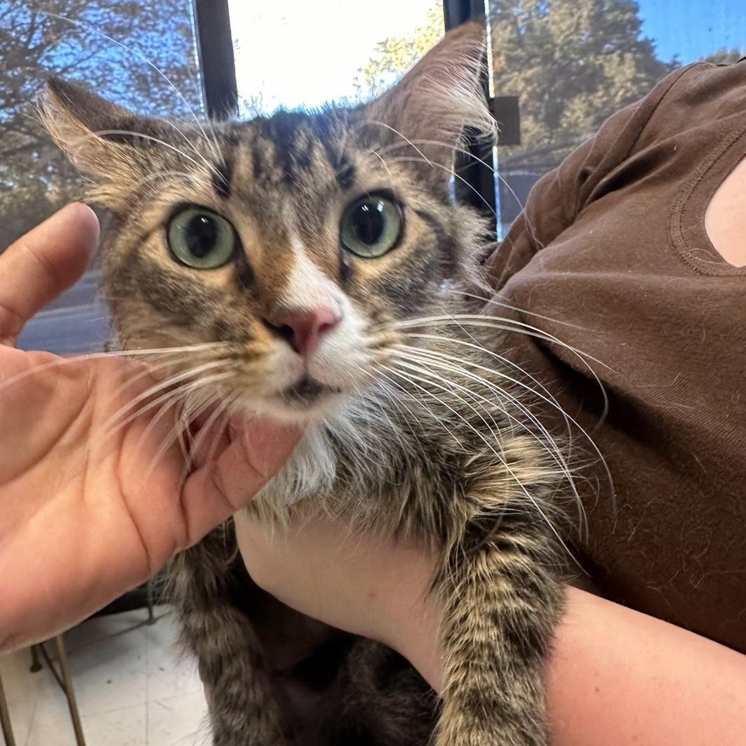 Athena , an adopted Domestic Short Hair in Dyersburg, TN image 2/2