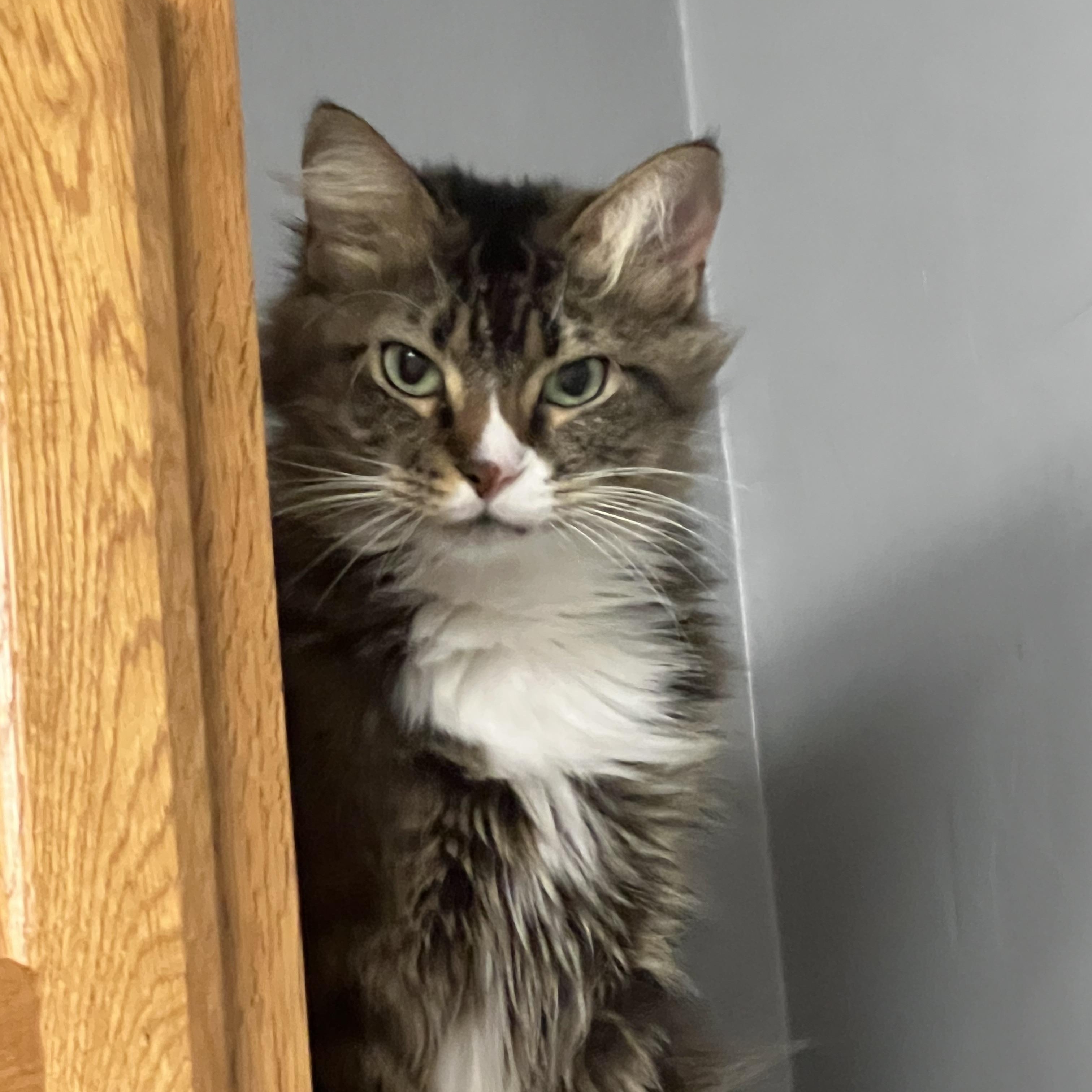 Athena , an adopted Domestic Short Hair in Dyersburg, TN image 1/2