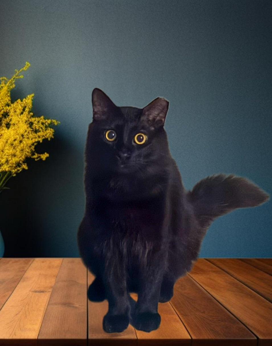 Toothy, Adoptable, Adult Male Domestic Medium Hair.