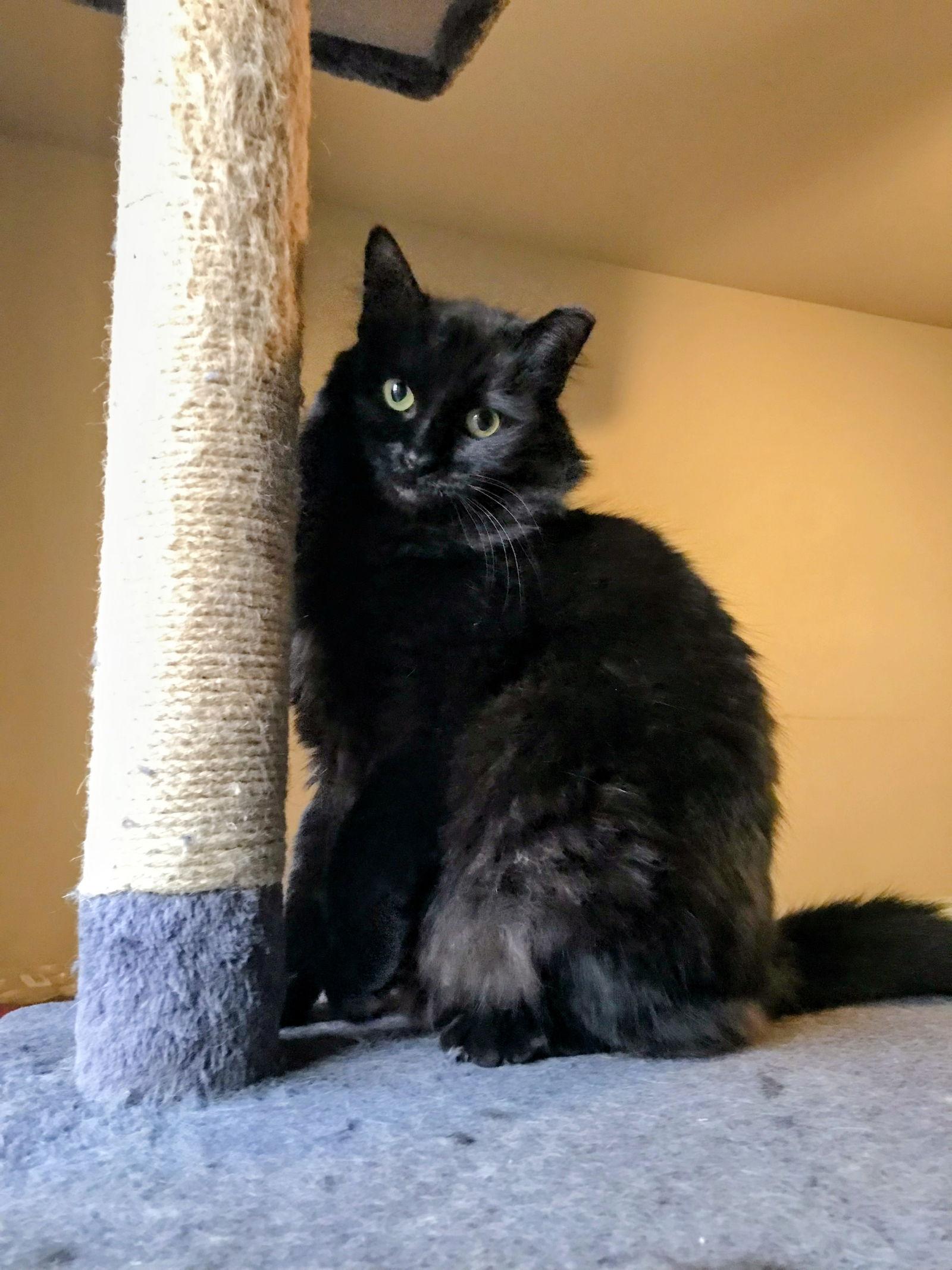 Enlarge Meesha, a Adoptable Domestic Long Hair in Allentown, PA image 1/1