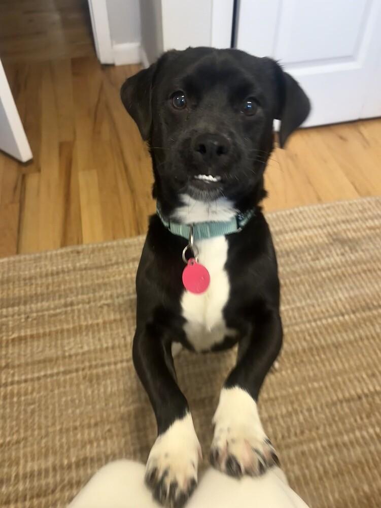 Cinnamon, a Adopted mixed breed in Manhattan, NY image 1/4