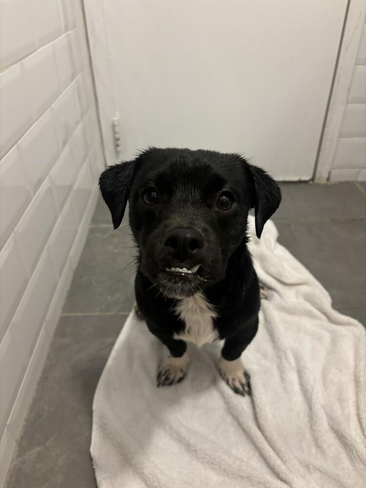 Cinnamon, a Adopted mixed breed in Manhattan, NY image 2/4