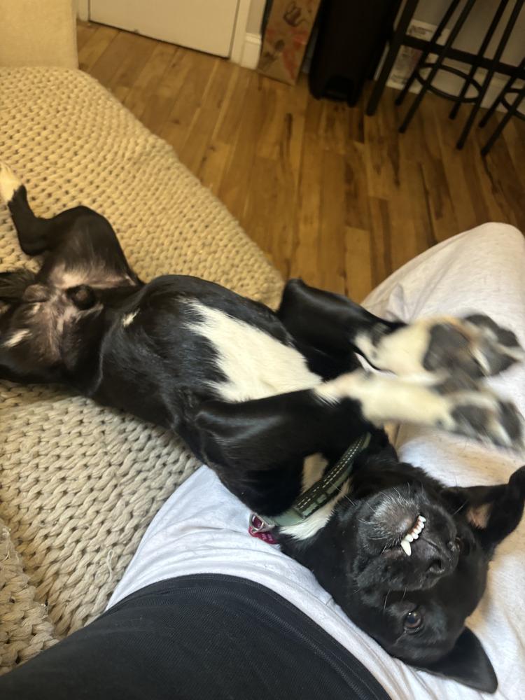 Cinnamon, a Adopted mixed breed in Manhattan, NY image 3/4