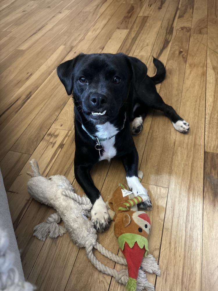 Cinnamon, a Adopted mixed breed in Manhattan, NY image 4/4