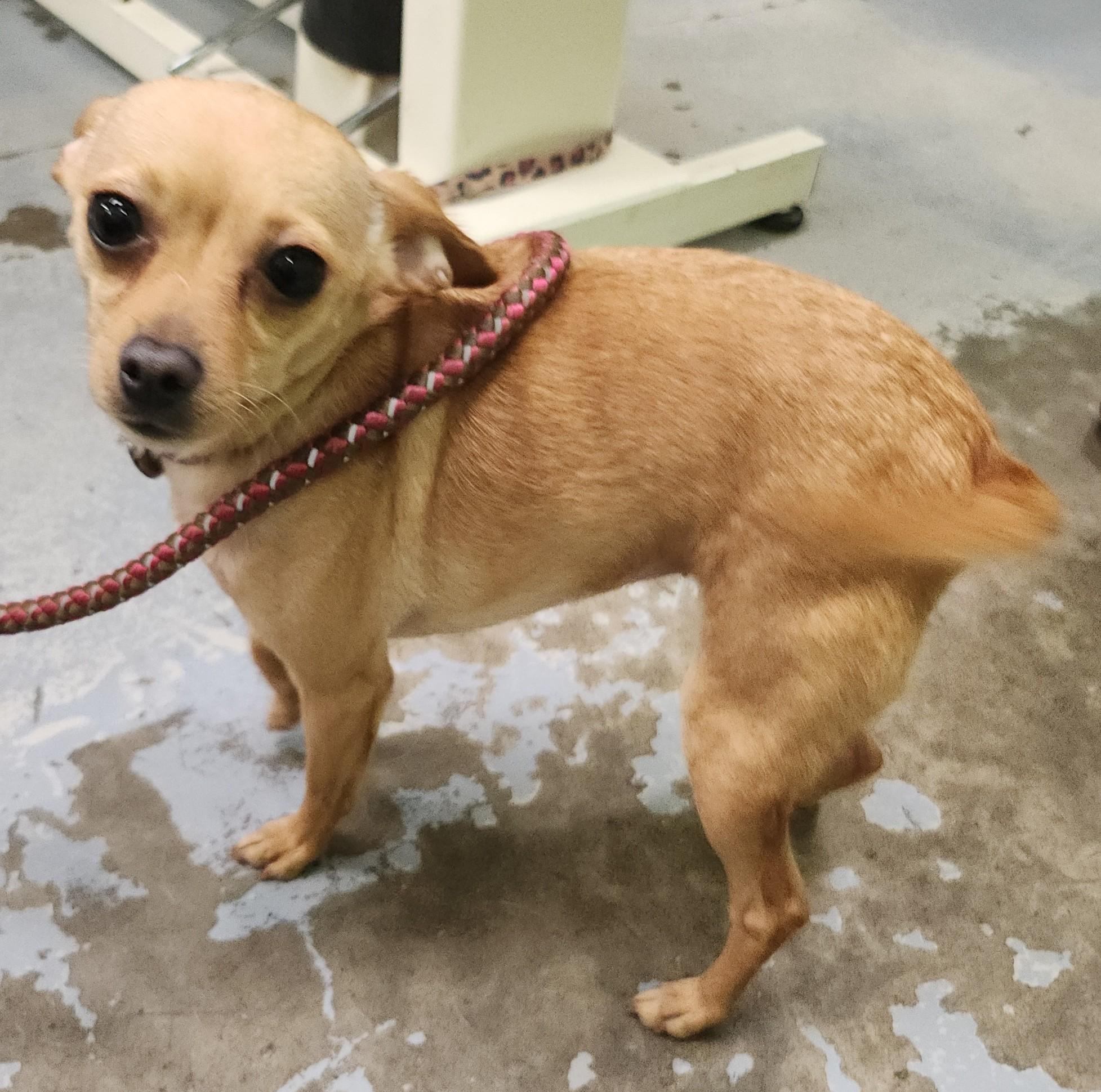 Honey Buzz, a ADOPTABLE mixed breed in Olympia, WA image 1/2