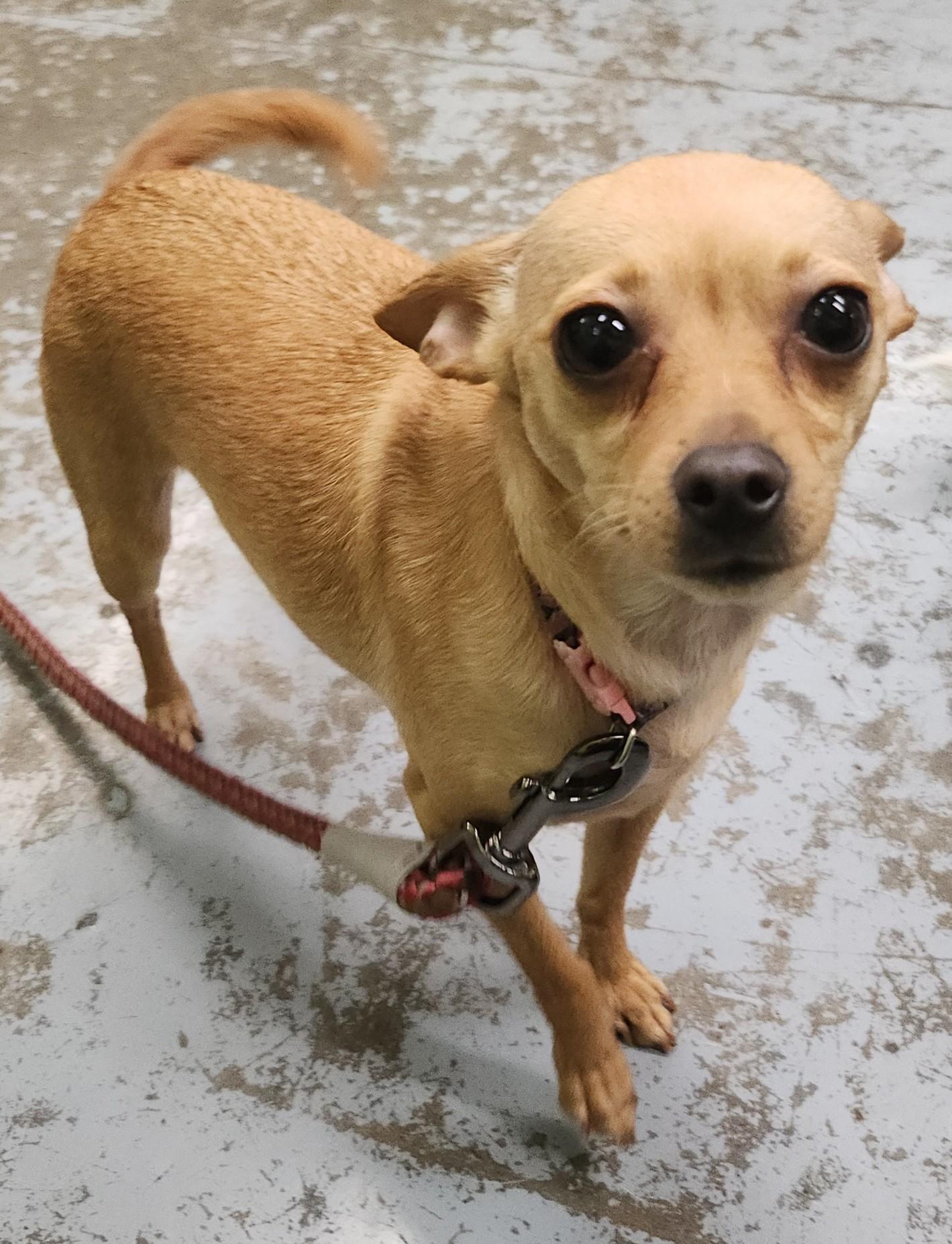 Honey Buzz, a ADOPTABLE mixed breed in Olympia, WA image 2/2