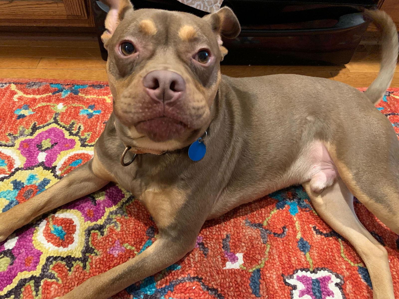 Enlarge Twix, a Adoptable mixed breed in Arlington, VA image 2/3