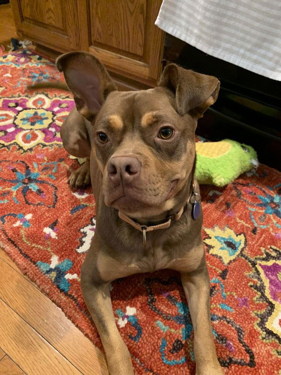 Enlarge Twix, a Adoptable mixed breed in Arlington, VA image 3/3