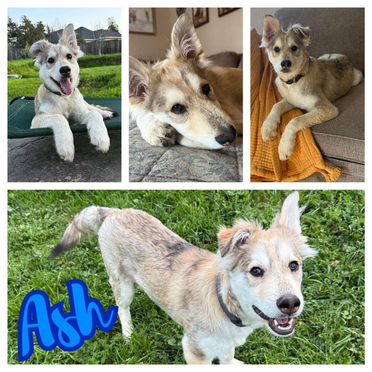 Ash, adopted, Young Male Siberian Husky & Golden Retriever.